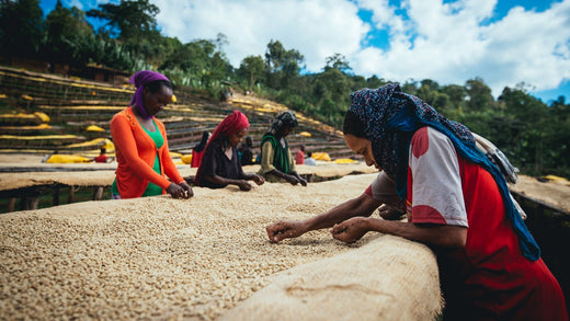 Coffee Processing Methods: Natural, Washed, Honey, and More