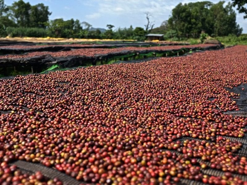 Coffee Processing - The Ins and Outs